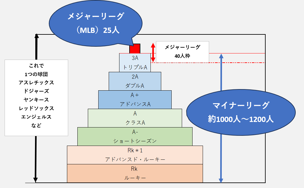 MLBのメジャーリーグ、マイナーリーグの構造を図式化
