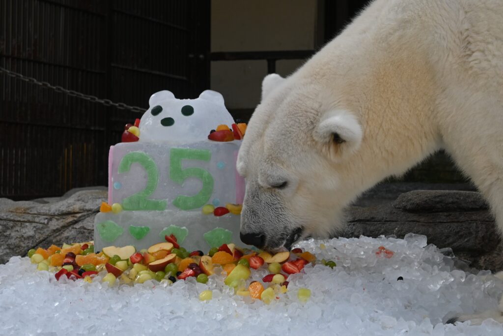 しろくまピース　25歳の誕生日の写真