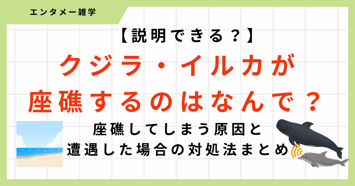 クジラ類の座礁原因は主に3つ！？打ち上げられる原因を簡単にまとめ